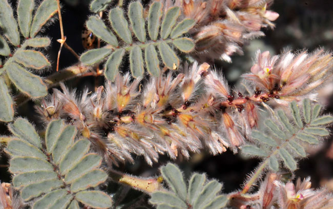 Dalea mollissima, Soft Prairie Clover, Southwest Desert Flora